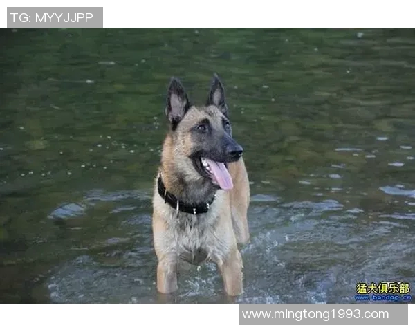 东德足球球员的辉煌历史与影响力探讨